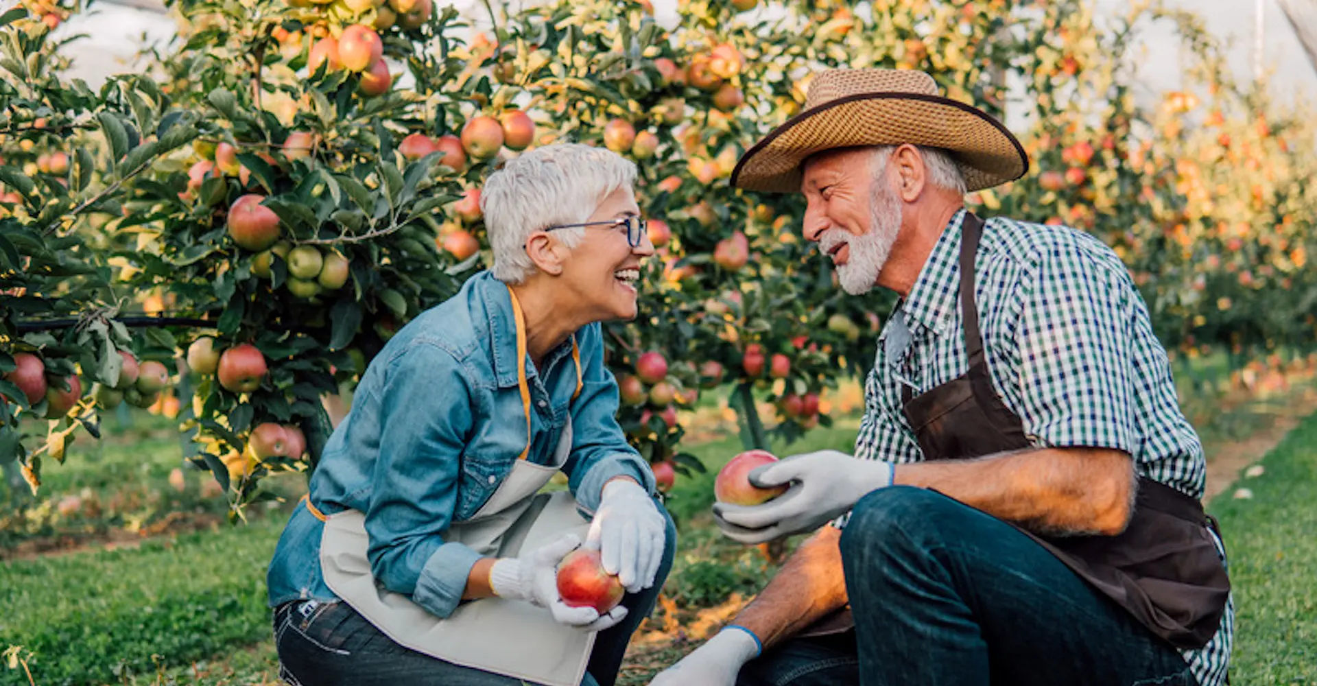 Older Couple picking fruit