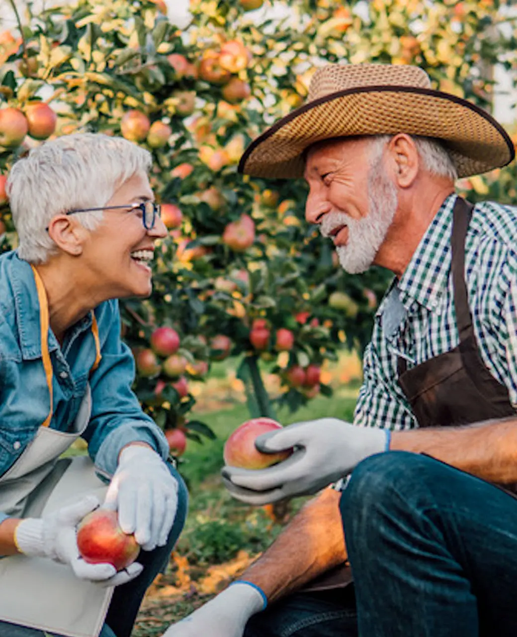 Older Couple picking fruit